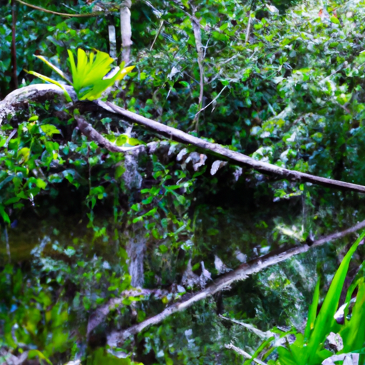 Leticia: Gateway to the Amazon Rainforest